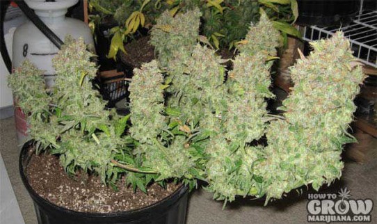 High Yielding Cannabis Seeds