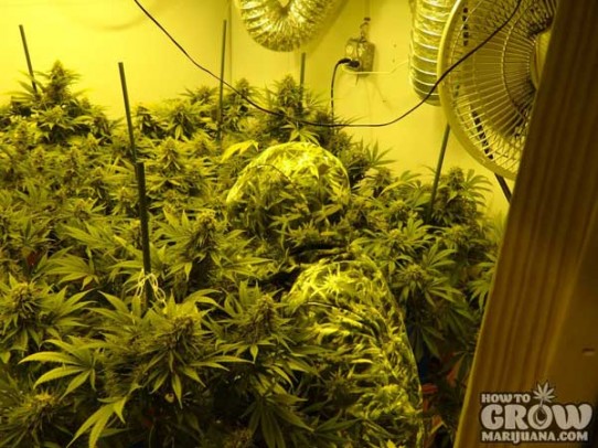 Heavyweight – Green Ninja Feminized Marijuana Seeds