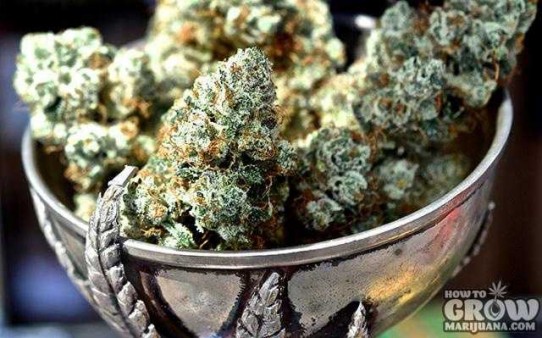 5 Brilliant Ways to Increase THC – Growing Marijuana at Home