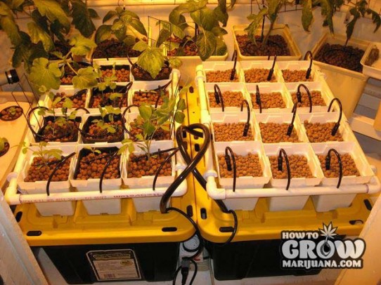 Continuous Flow Hydroponic System