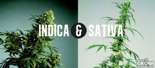 7 Steps to Grow Awesome Indica Marijuana