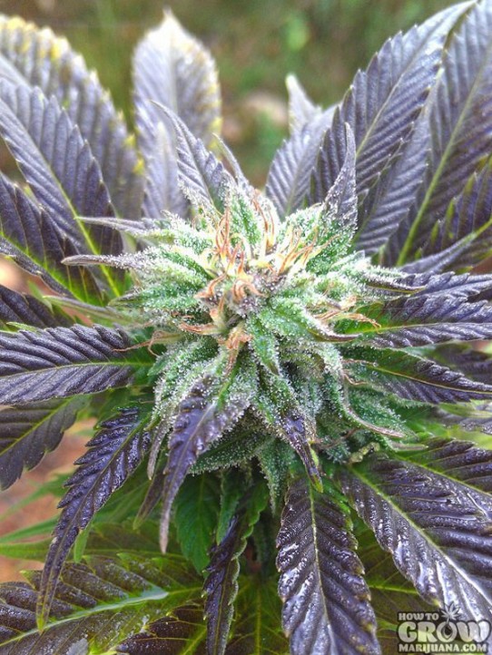 KC Brains – Mango Feminized Marijuana Seeds