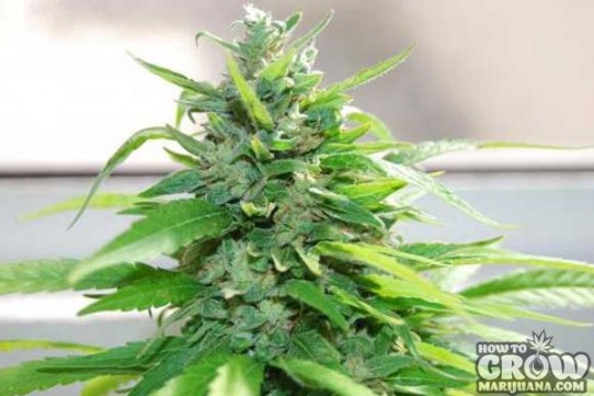 Reeferman – Love Potion #1 Regular Marijuana Seeds