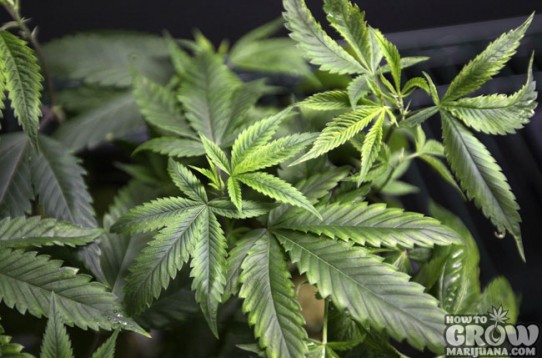 12 Marijuana Growing Myths