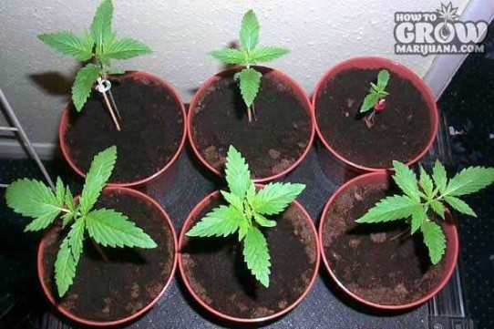 Best Feminized Cannabis Seeds