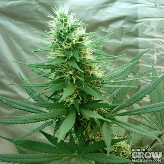 Nirvana – B52 Feminized Cannabis Seeds