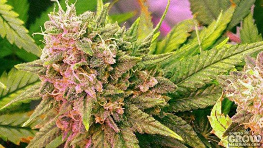 Nirvana – Bubblelicious Feminized Autoflowering Marijuana Seeds
