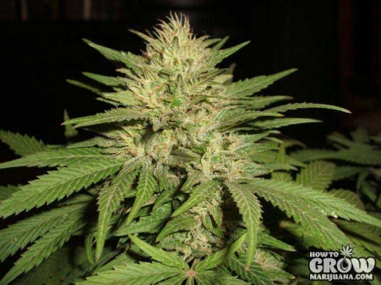Paradise – Amsterdam Flame Seeds
