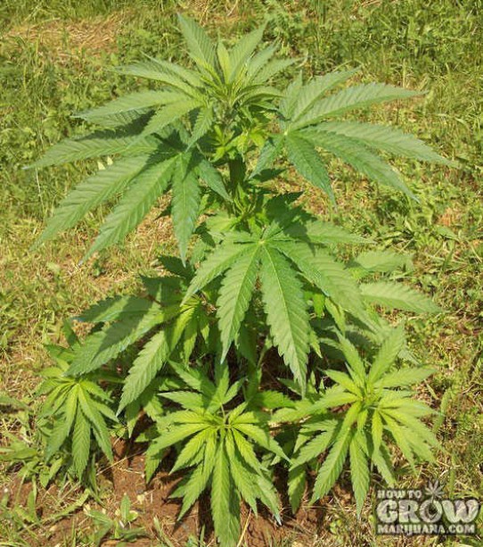 Best Outdoor, Autoflowering, Feminized Cannabis Seeds