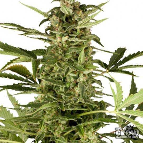 Royal Queen – Royal Highness Seeds
