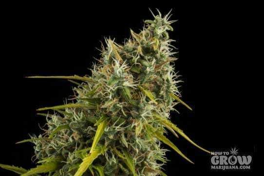 Royal Queen – Royal Jack Automatic Seeds