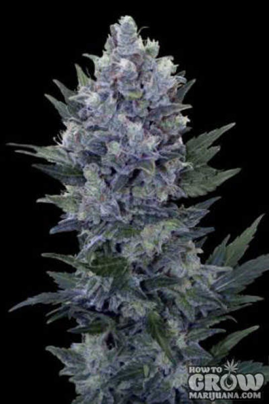 Royal Queen – Northern Light Automatic Feminized Seeds