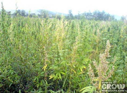 Best Auto Flowering Cannabis Seeds