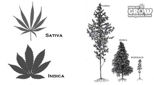 What is the Difference Between Sativa and Indica?