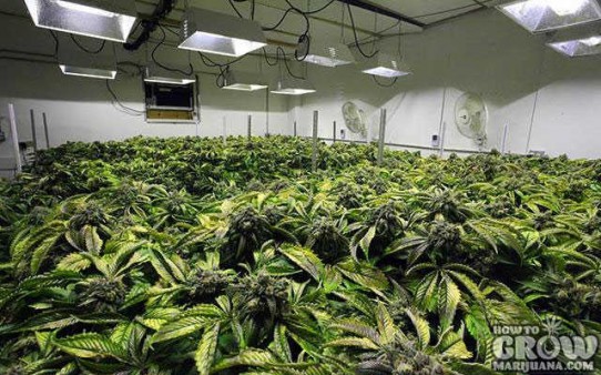 The Unconventional Guide to Growing the Best Indoor Marijuana – Hydroponics