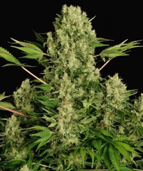 Serious White Russian Feminized Seeds