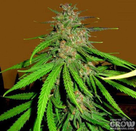 Cannabis – Skunk Red Hair Feminized Marijuana Seeds