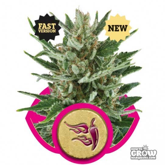 Royal Queen – Speedy Chile Fast Version Feminized Seeds