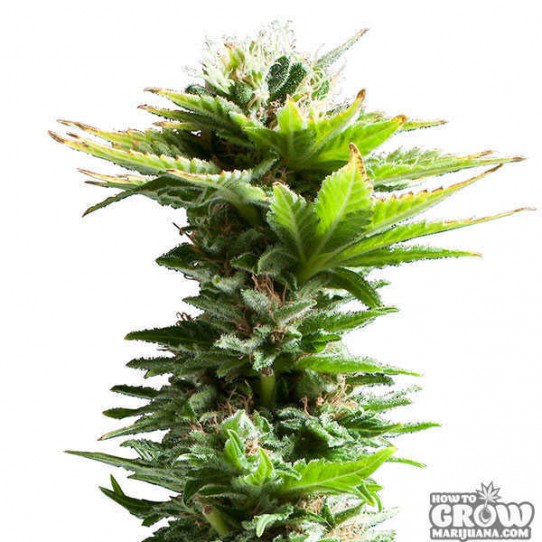 Super Silver Haze Marijuana Seeds – History, Auto-flowering and Feminized