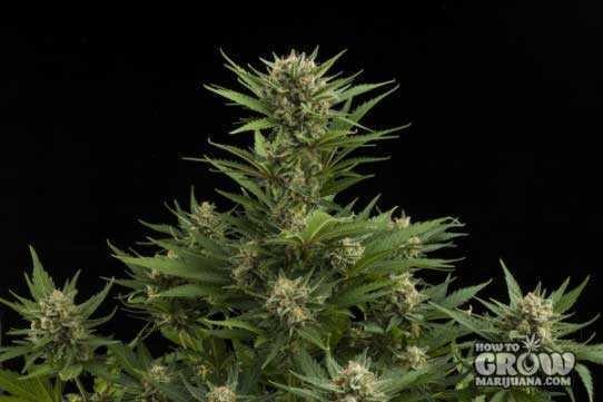 Royal Queen – Sweet Skunk Automatic Seeds