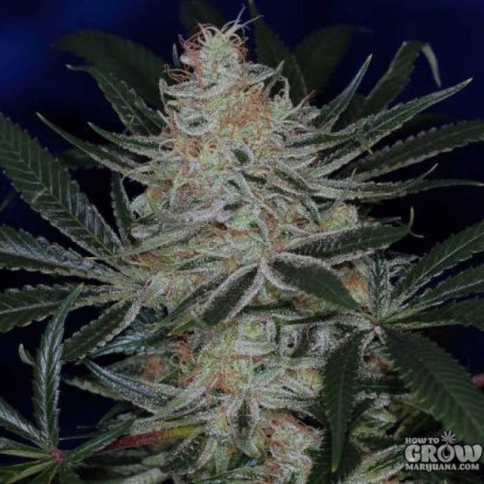 TGA SubCool – Jack The Ripper Seeds