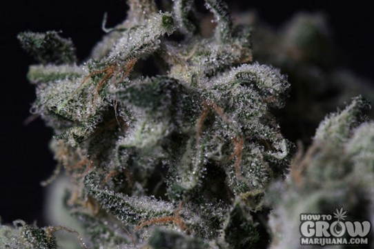 THSeeds – A-Train Marijuana Seeds