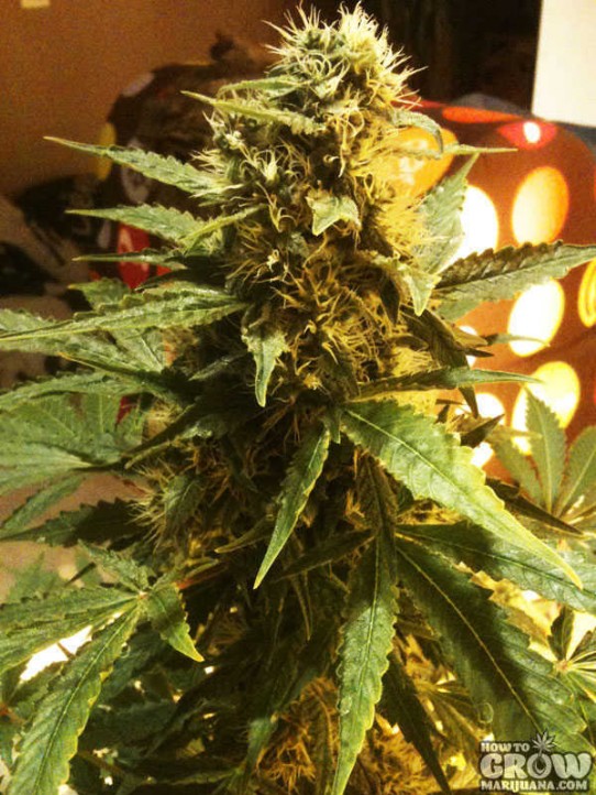 TH – Kushage Feminized Marijuana Seeds