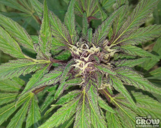 BC Bud Depot – The Purps Cannabis Seeds