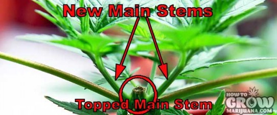 Marijuana Topping Guide