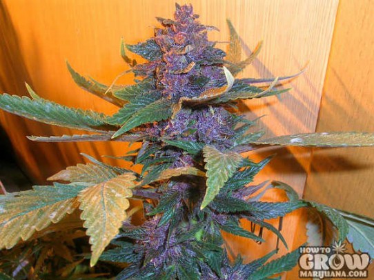 Tropical – Purple Pakistan Chitral Seeds
