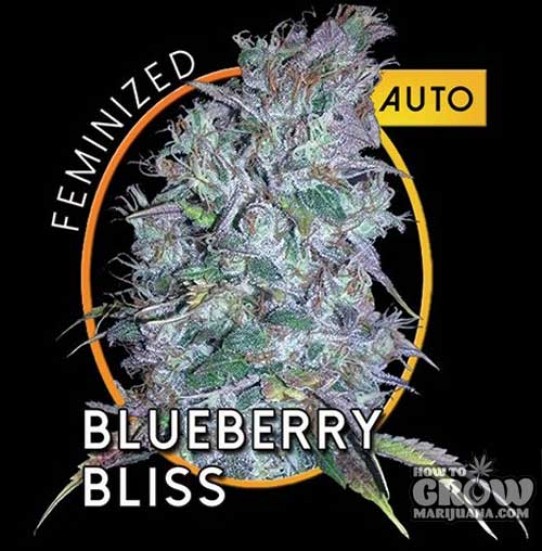 Vision – Blueberry Bliss Autoflowering Feminized Seeds