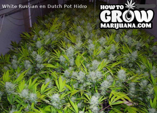 Serious – White Russian Seeds