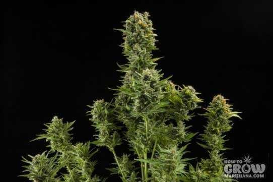 Royal Queen – White Widow Automatic Seeds