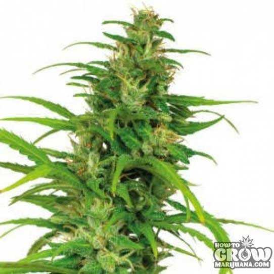 Barneys – Flower Power Autoflowering Feminized Marijuana Seeds