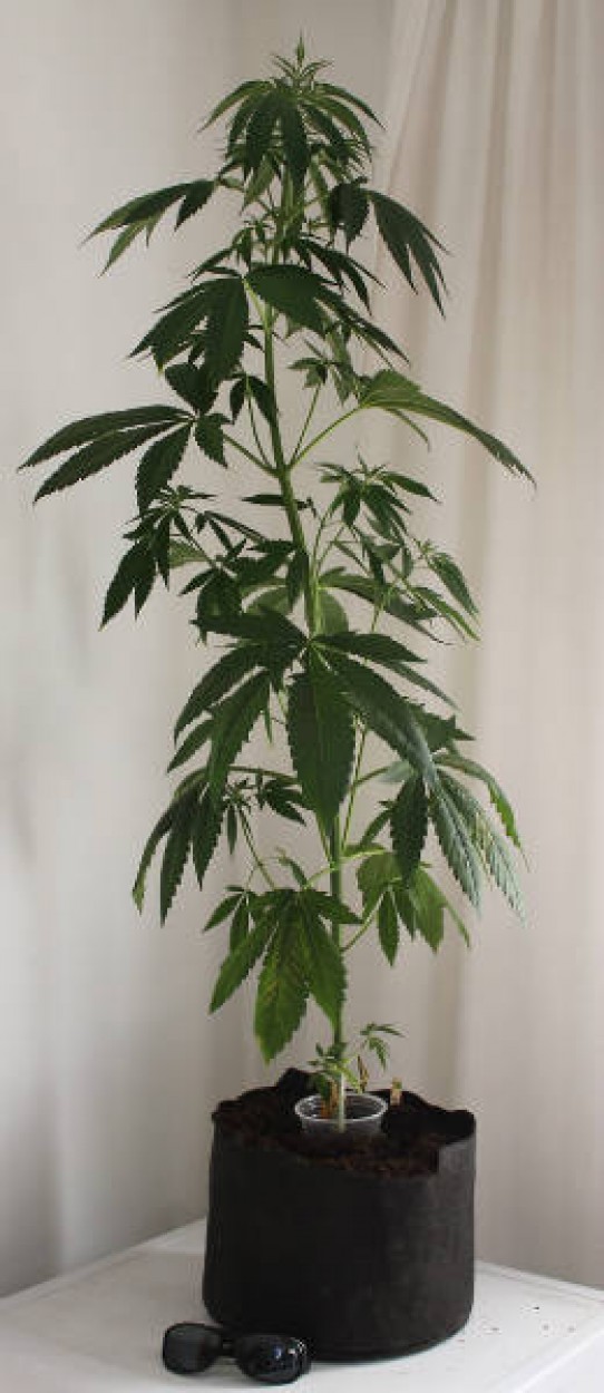 My Top 5 autoflowering strains and why