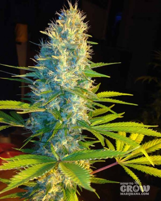 Blue Cheese Cannabis Seeds – Full Review – Autoflowering and Feminized