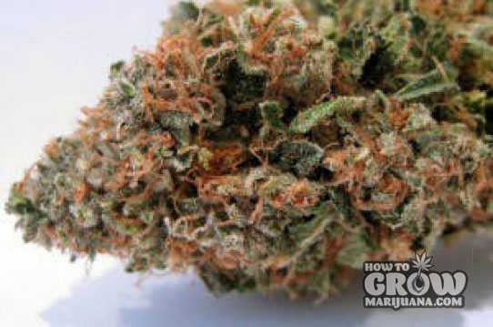 Cali Connection Tahoe OG Kush Marijuana Seeds