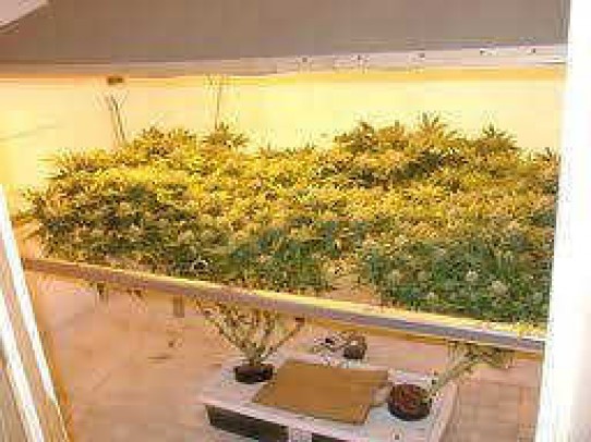 Screen of Green (SCOG) Growing Marijuana