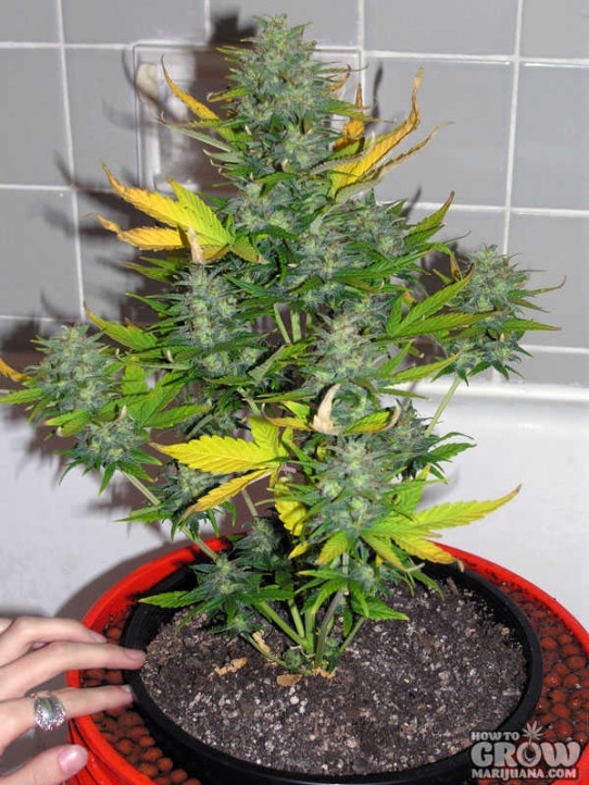 Lowryder – Diesel Ryder Autoflowering Marijuana Seeds