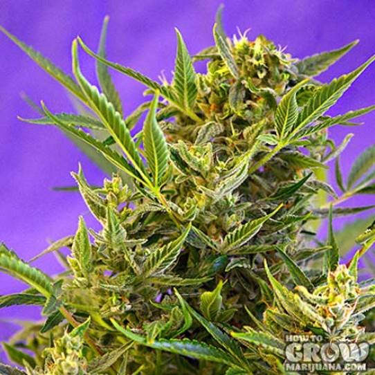 Sweet – Double White Feminized Cannabis Seeds