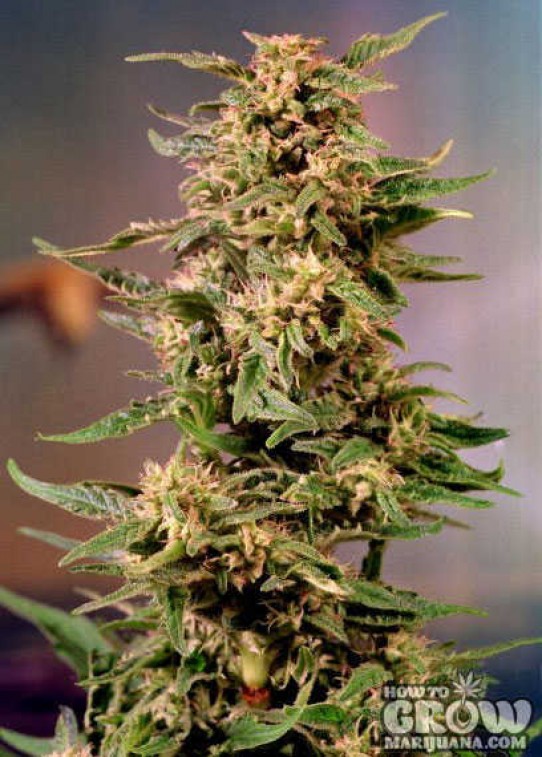Dutch Passion – Voodoo® Feminized Cannabis Seeds