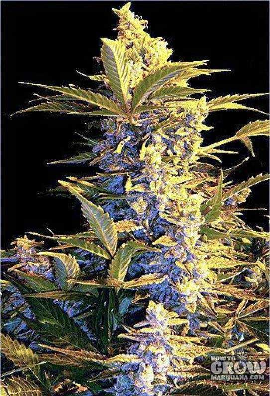 The Joint Doctor – Easy Ryder Marijuana Seeds