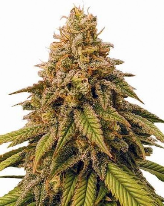 MSNL Grease Monkey Seeds Review