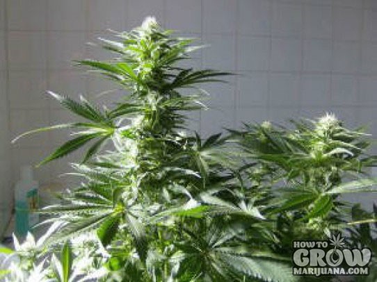 Green House – Cheese Feminized Marijuana Seeds