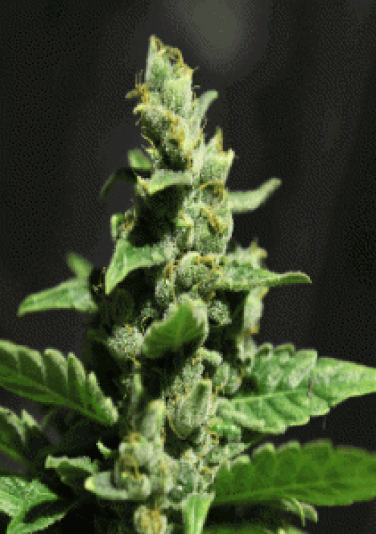 Green House Green-o-matic Autoflowering Feminised Marijuana Seeds