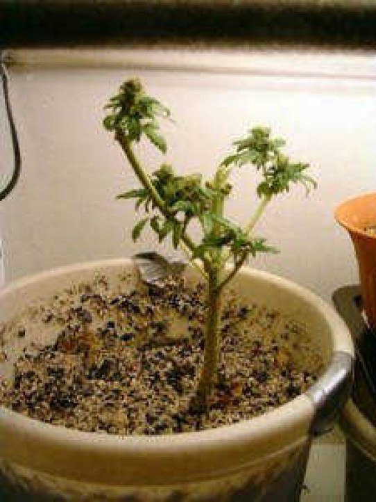 How to Regenerate Cannabis Plants