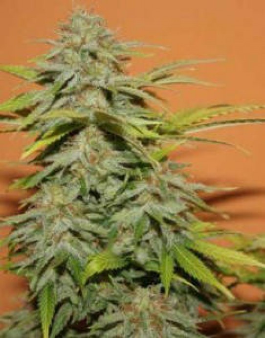 Heavyweight Budziller Feminised Marijuana Seeds
