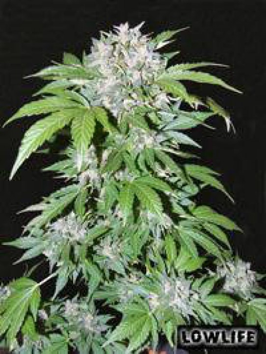 Lowlife Blueberry Autoflowering Feminized Marijuana Seeds