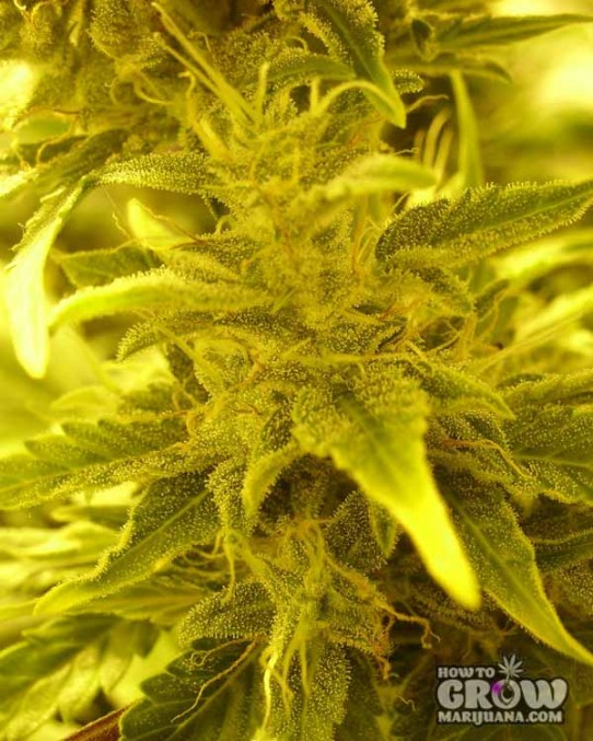 The Joint Doctor – Lowryder Easy Ryder Autoflowering Feminized Seeds