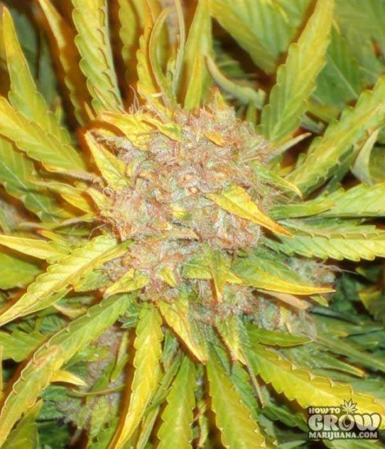 The Joint Doctor – Lowryder #2 Autoflowering Feminized Seeds